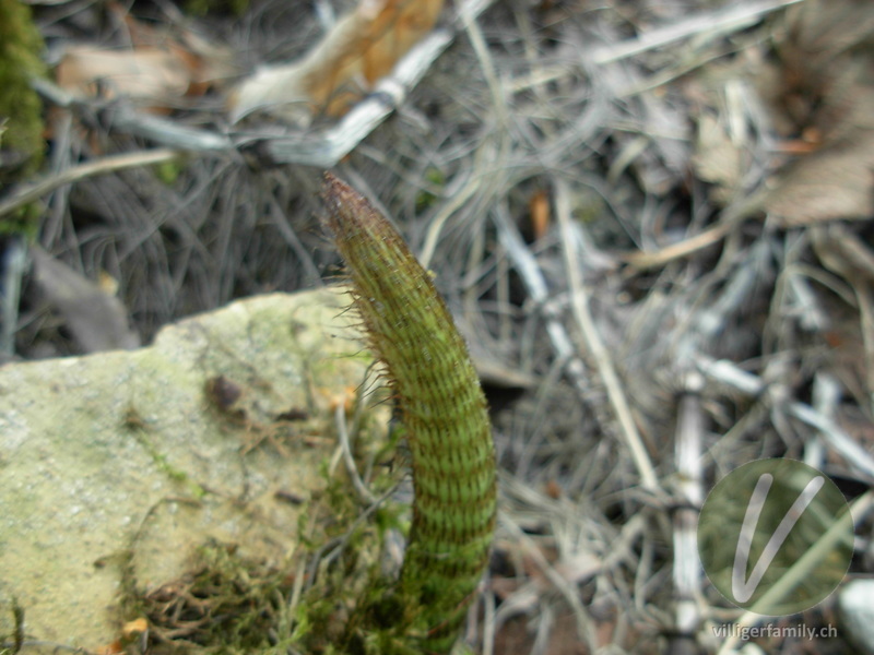 Riesen-Schachtelhalm: Stengel