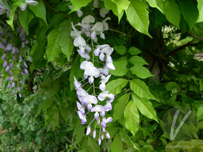 Glyzine: Blüten
