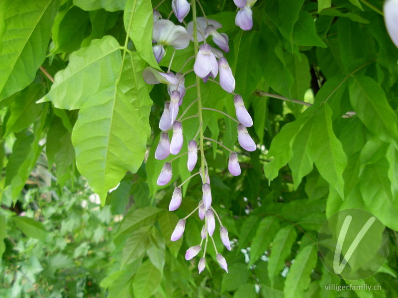 Glyzine: Blüten
