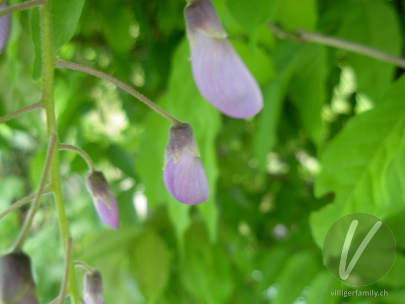 Glyzine: Blüten
