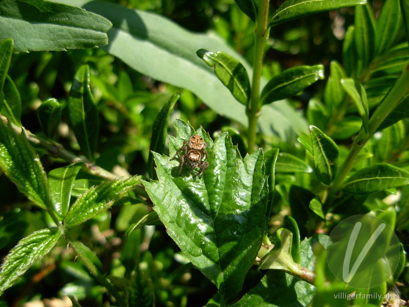 Braune Springspinne: 