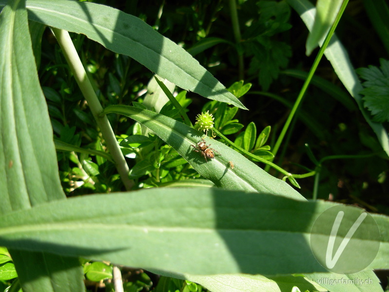 Braune Springspinne: 