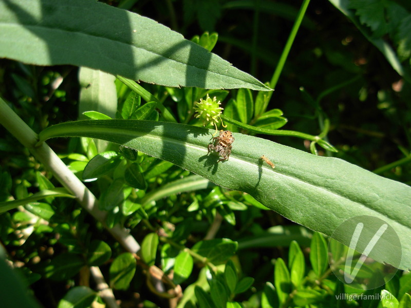 Braune Springspinne: 