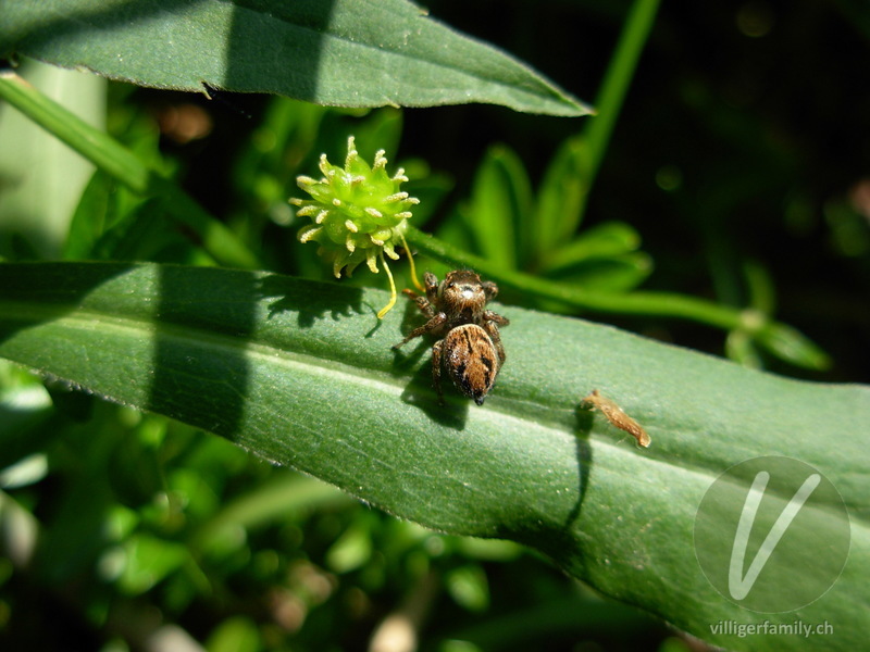 Braune Springspinne: 