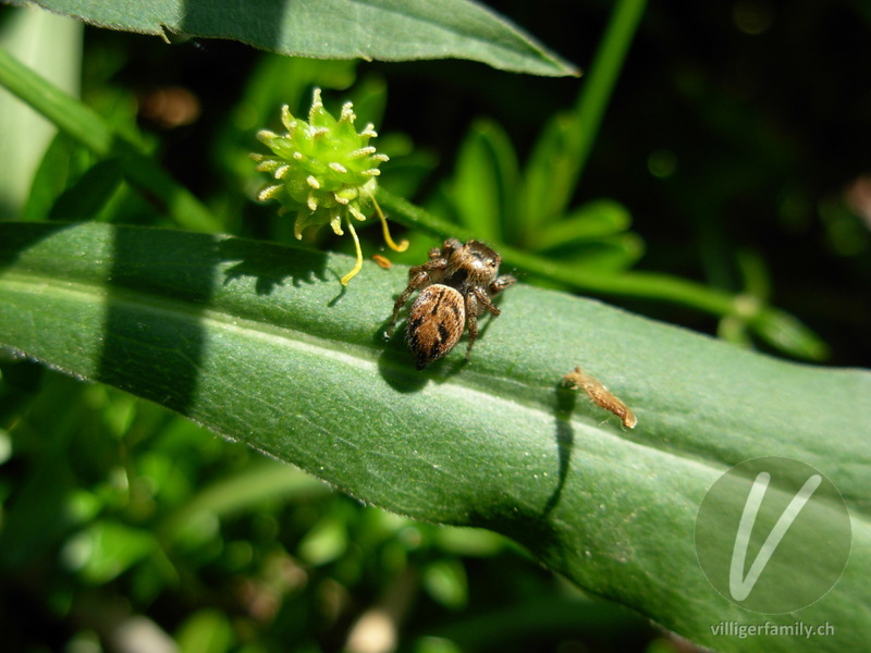 Braune Springspinne: 