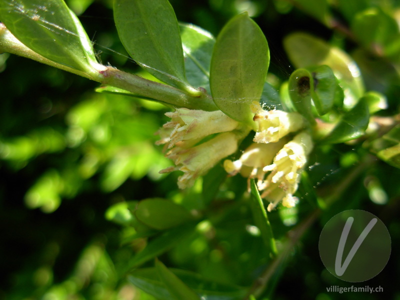 Immergrüne Kriech-Heckenkirsche: Blüten, Blätter