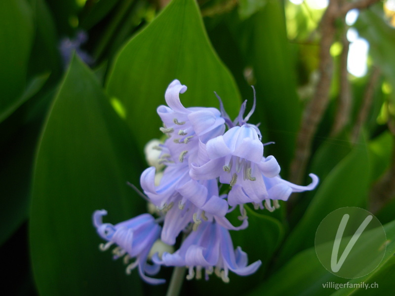 Hasenglöckchen: Blüten