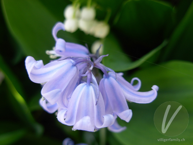 Hasenglöckchen: Blüten
