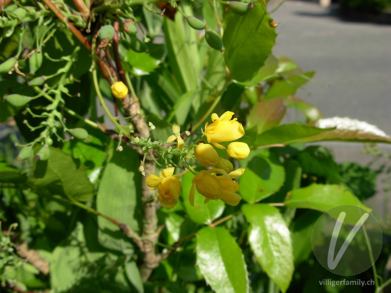Mahonie: Blüten