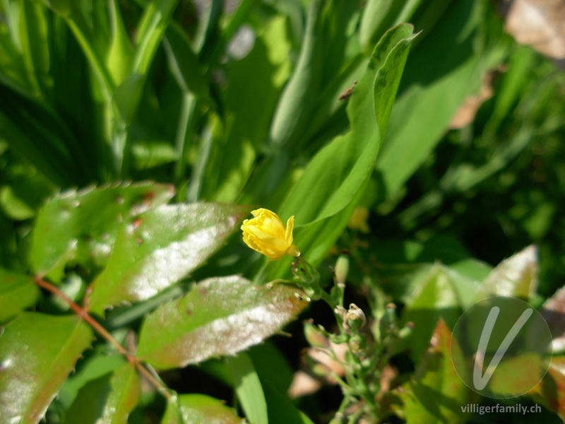 Mahonie: Blüten