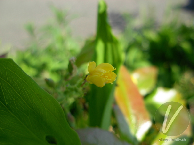 Mahonie: Blüten