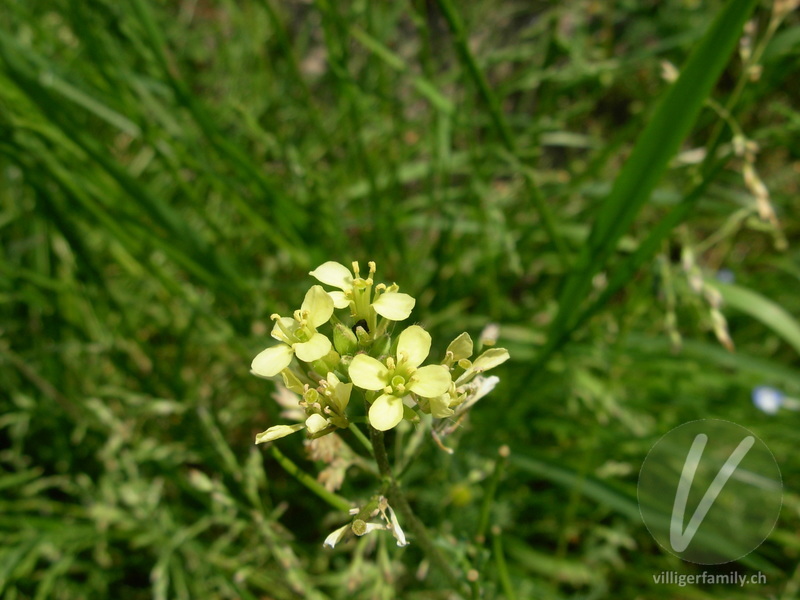 Französische Rampe: Blüten