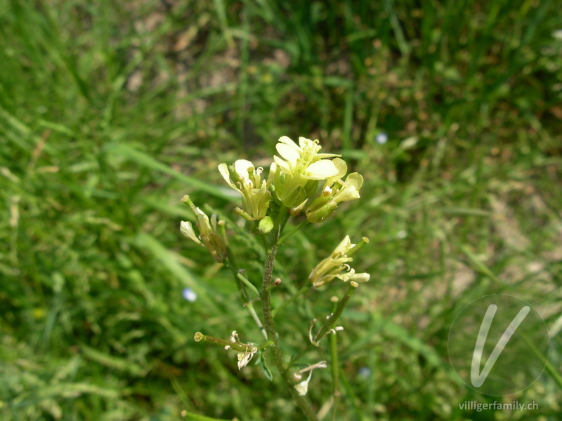 Französische Rampe: Blüten