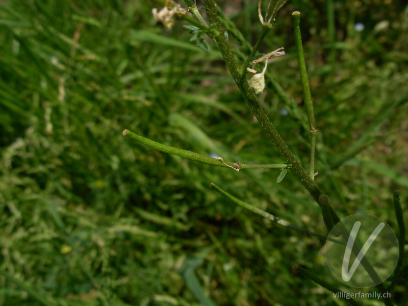 Französische Rampe: Früchte
