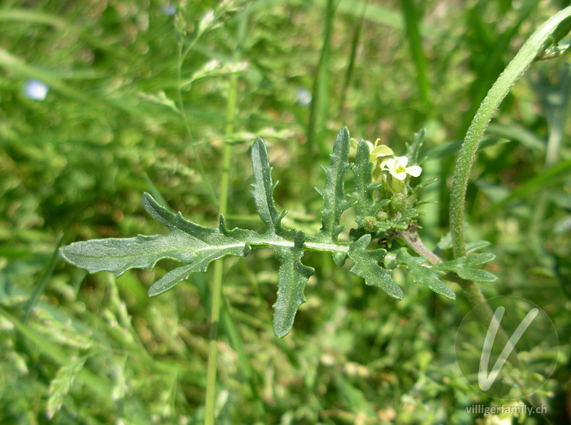Französische Rampe: Blätter