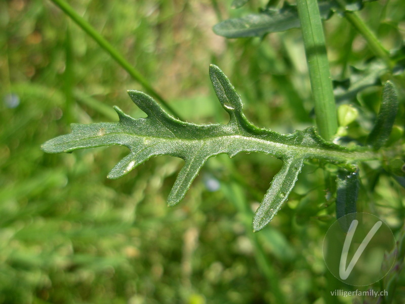 Französische Rampe: Blätter