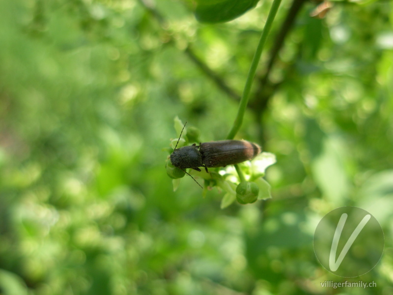 Rotbauchiger Laubschnellkäfer: 