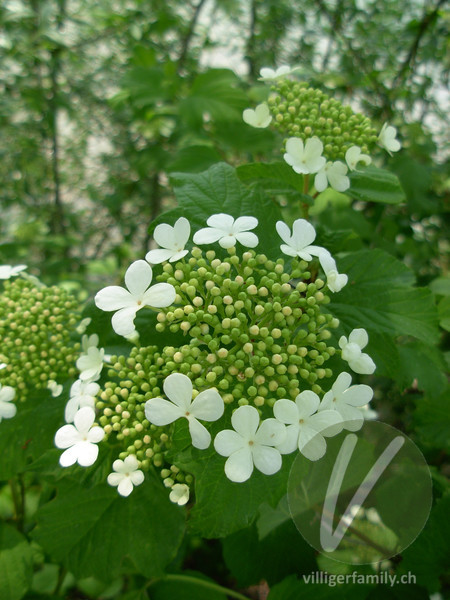 Gemeiner Schneeball: Blüten