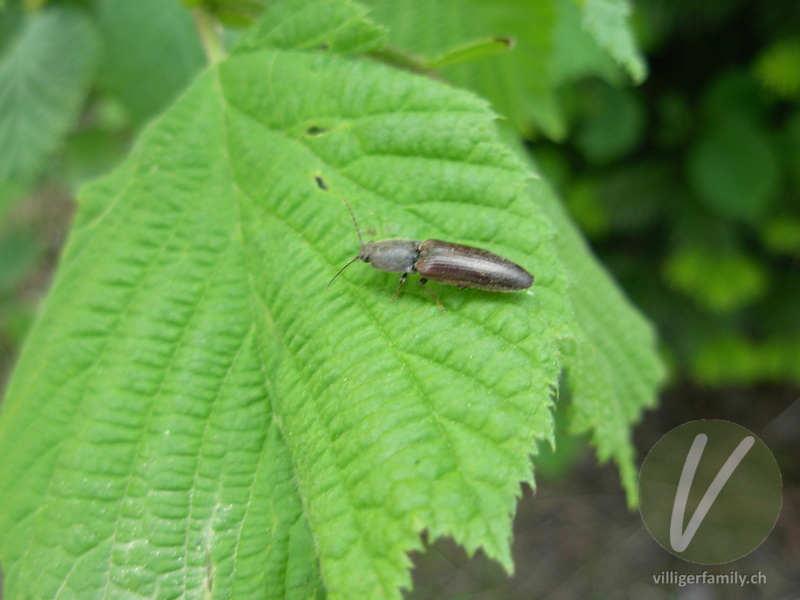 Rotbauchiger Laubschnellkäfer: 
