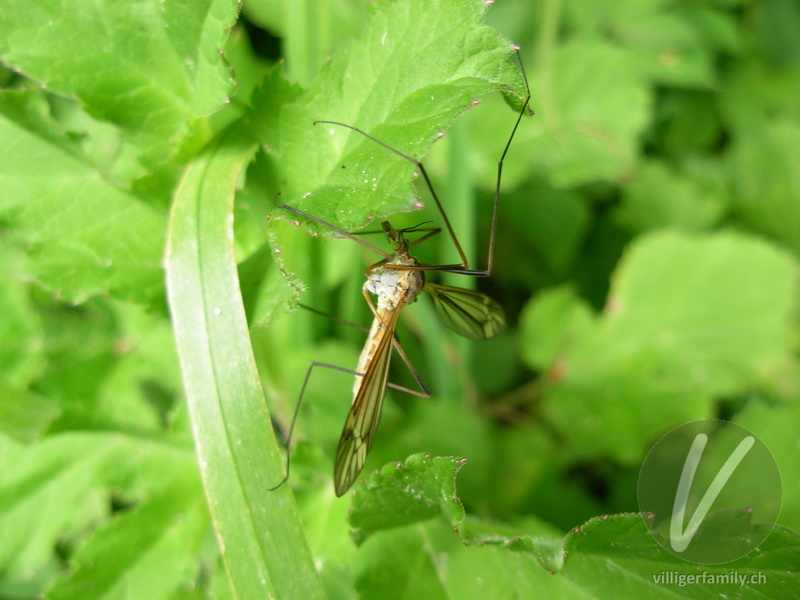 Kohl-Schnake: 