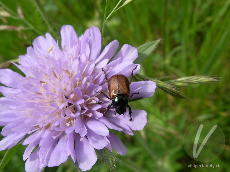 Gartenlaubkäfer: 