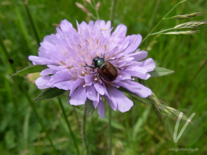 Gartenlaubkäfer: 