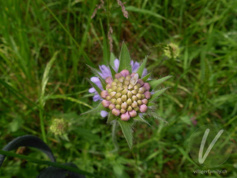 Feld-Witwenblume: Blüten