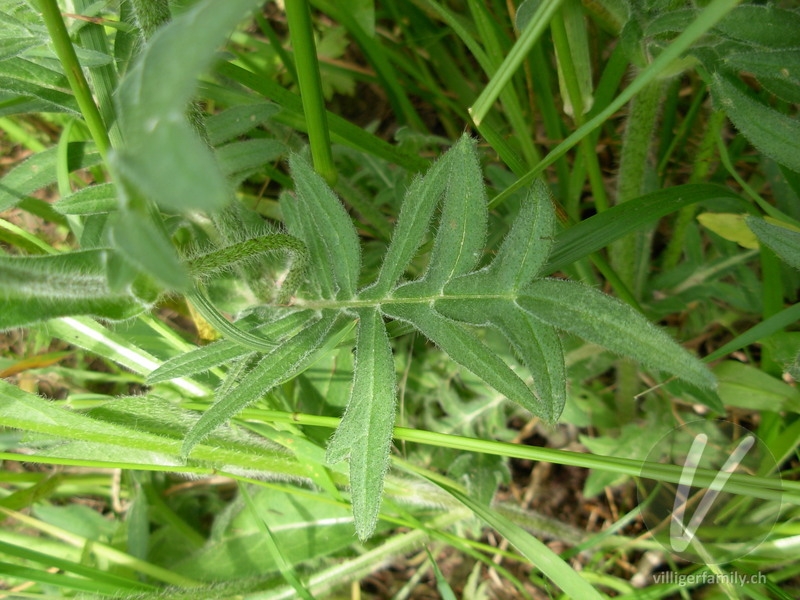 Feld-Witwenblume: Blätter