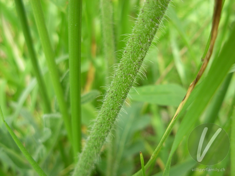 Feld-Witwenblume: Stengel