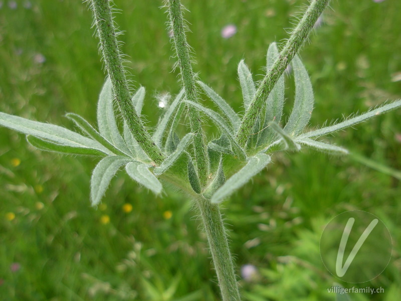 Feld-Witwenblume: Blätter, Stengel