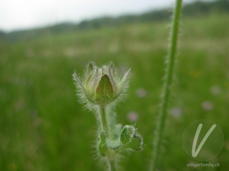 Feld-Witwenblume: Blüten