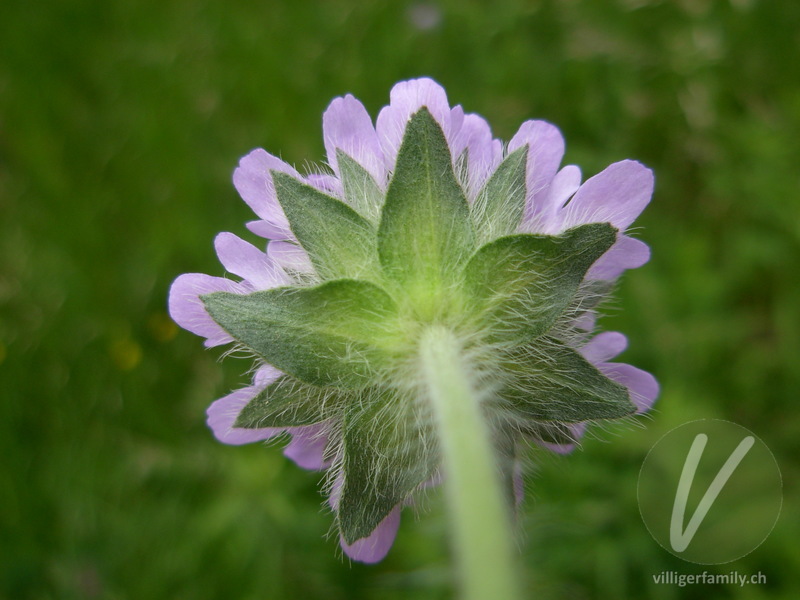 Feld-Witwenblume: Blüten