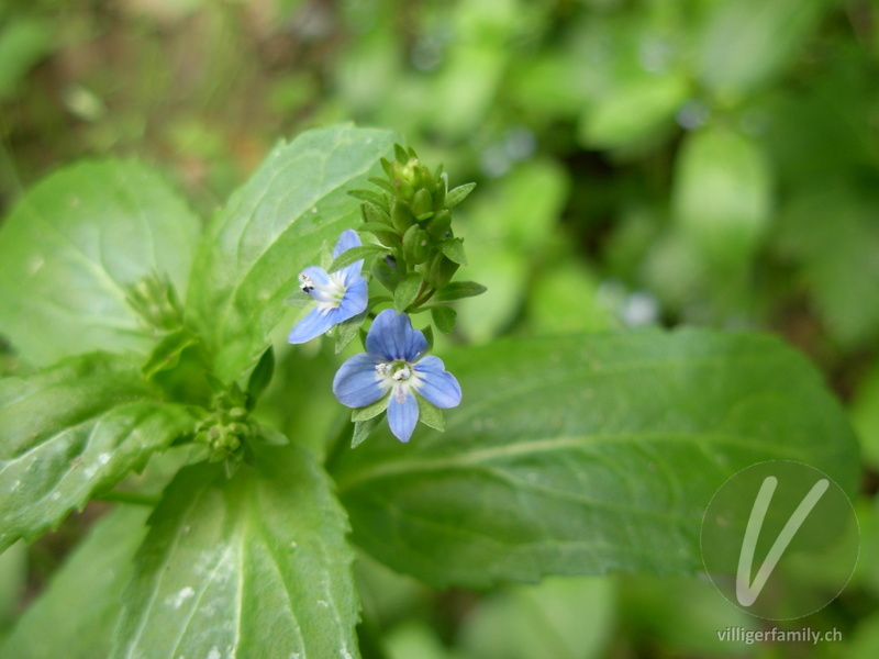 Bachbungen-Ehrenpreis: Blüten