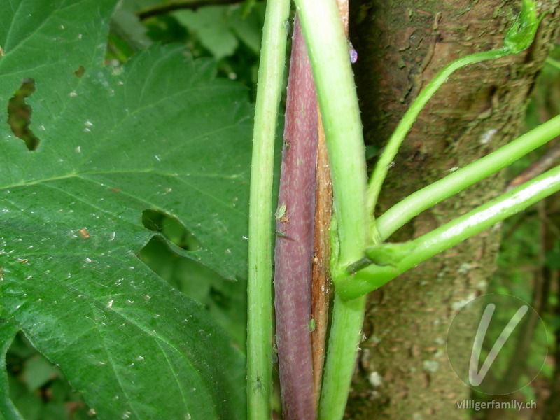 Europäische Weinrebe: Stengel