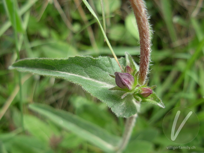 Gewöhnliche Knäuel-Glockenblume: Blüten, Stengel