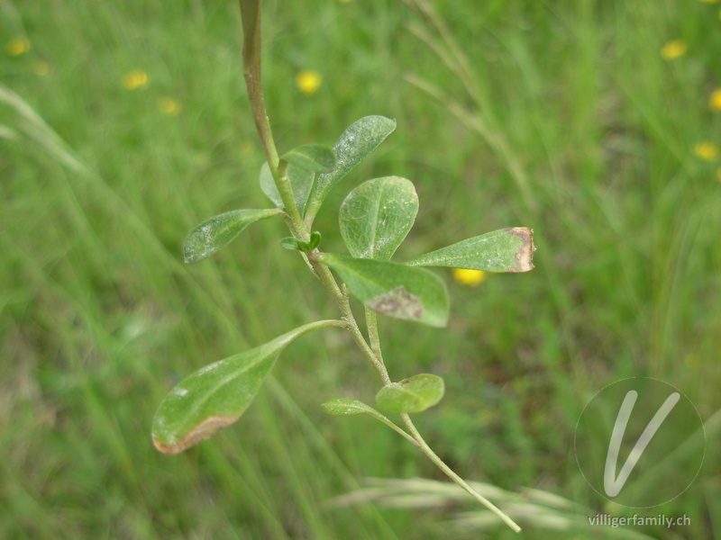 Gewöhnliche Wiesen-Kreuzblume: Blätter