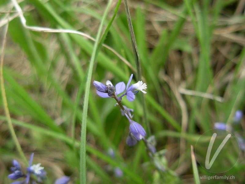 Gewöhnliche Wiesen-Kreuzblume: Blüten