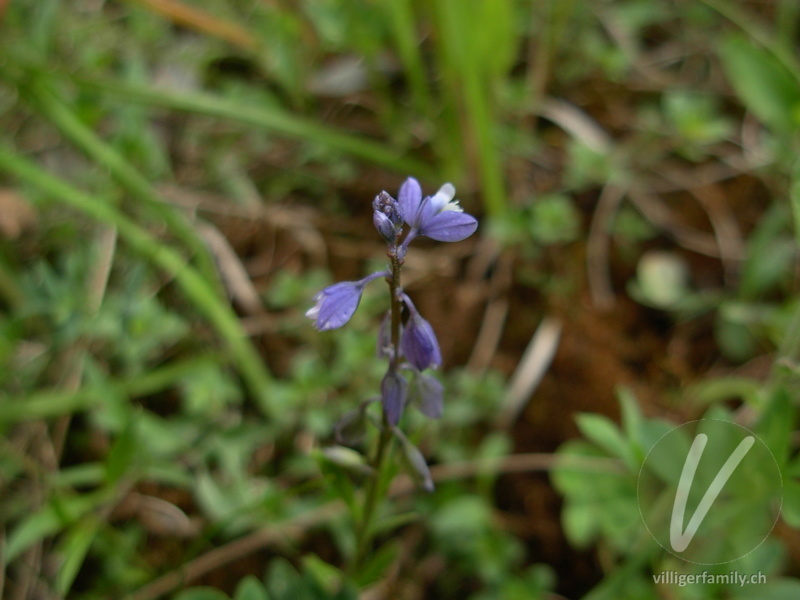 Gewöhnliche Wiesen-Kreuzblume: Blüten
