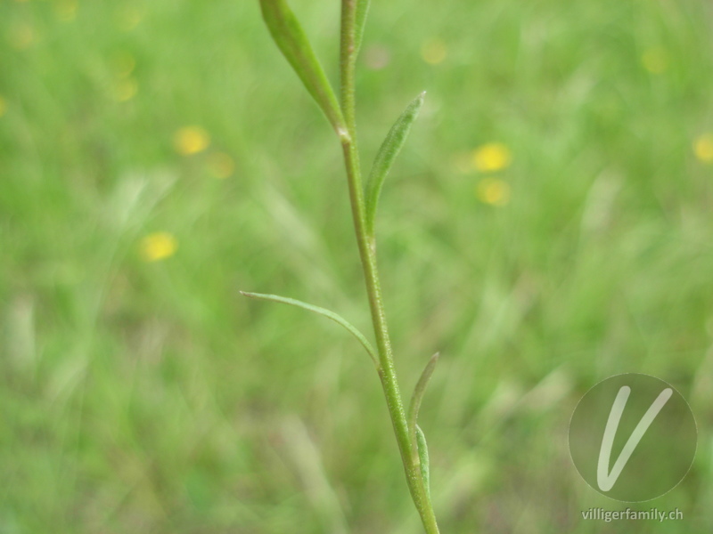Gewöhnliche Wiesen-Kreuzblume: Blätter, Stengel