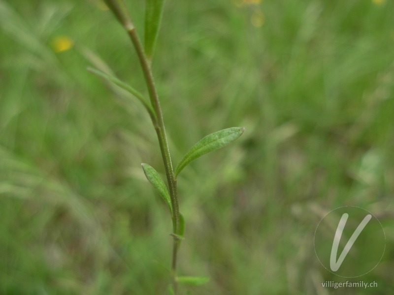 Gewöhnliche Wiesen-Kreuzblume: Blätter, Stengel