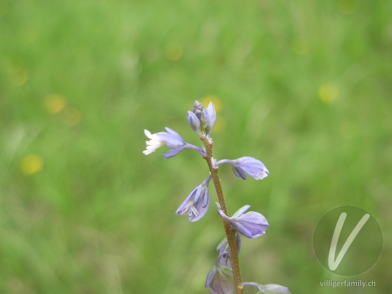 Gewöhnliche Wiesen-Kreuzblume: Blüten
