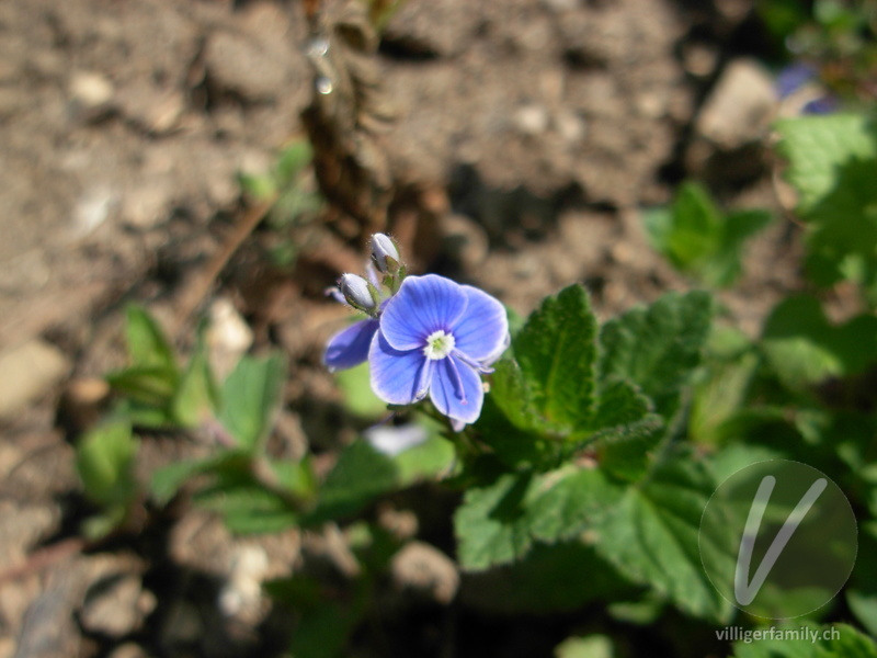 Gamander-Ehrenpreis: Blüten