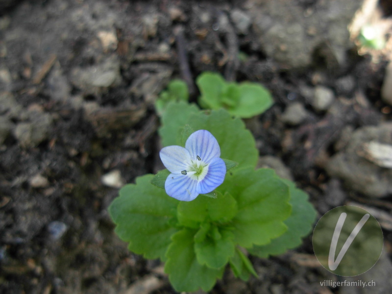 Persischer Ehrenpreis: Blüten