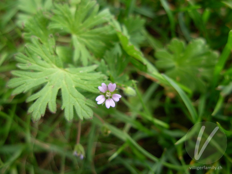 Kleiner Storchschnabel: Blüten