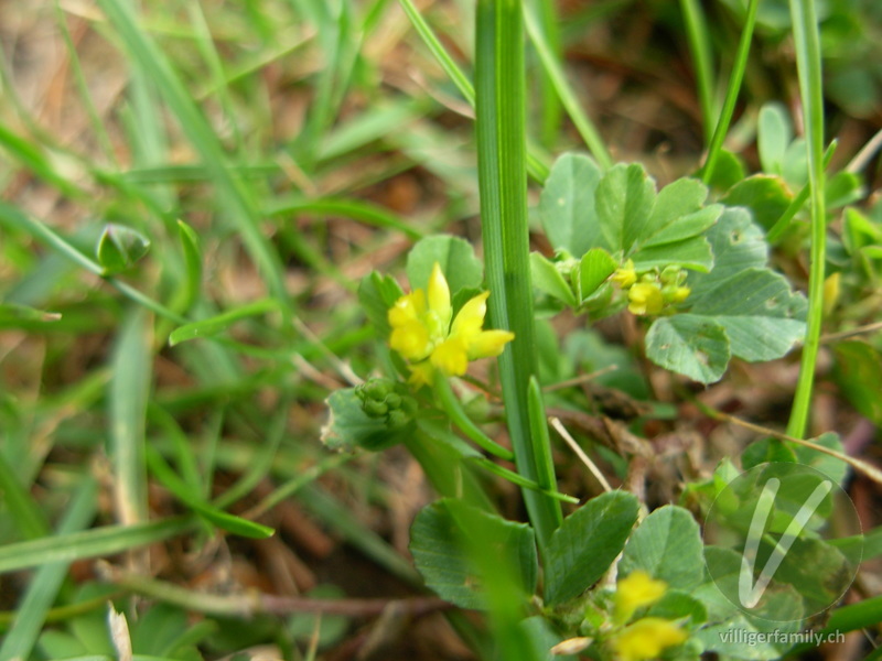 Zweifelhafter Klee: Blüten