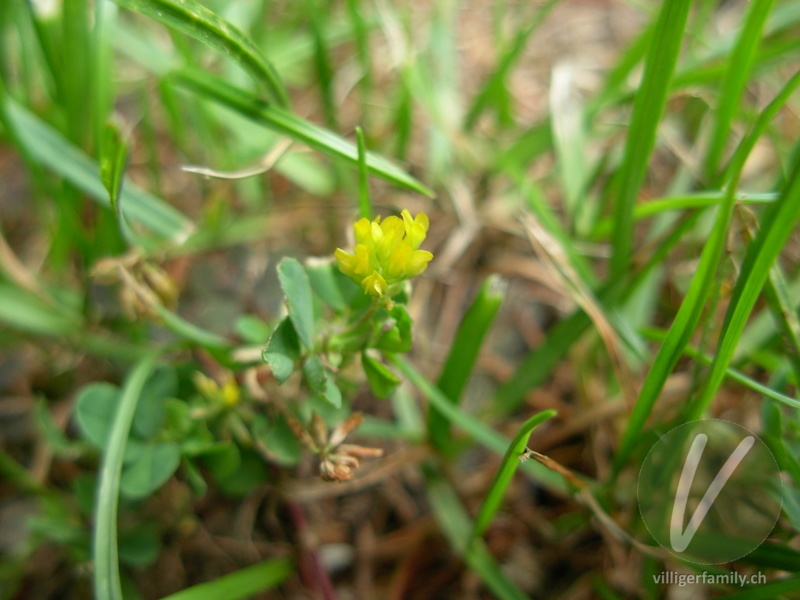 Zweifelhafter Klee: Blüten