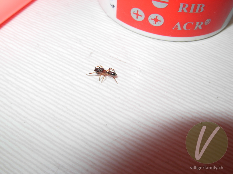 Ameisenspringspinne: 