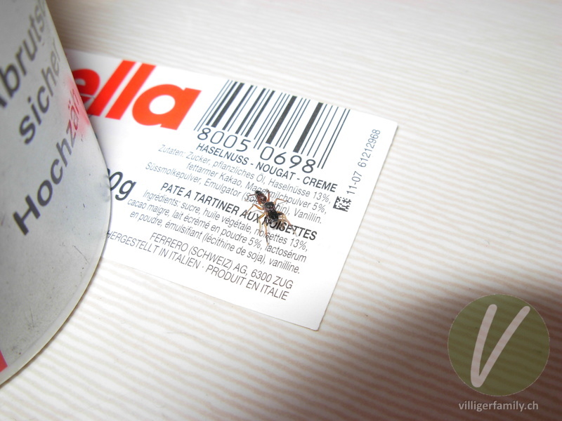 Ameisenspringspinne: 