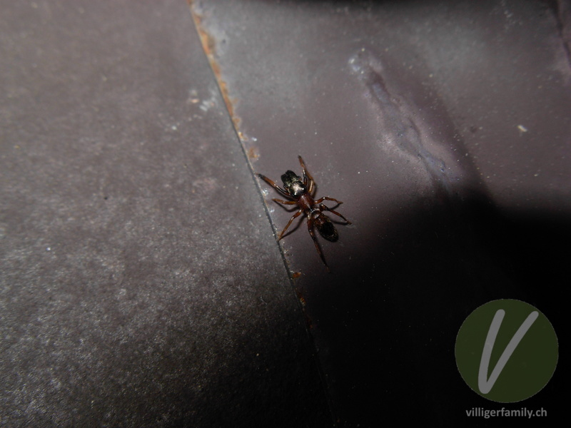 Ameisenspringspinne: 