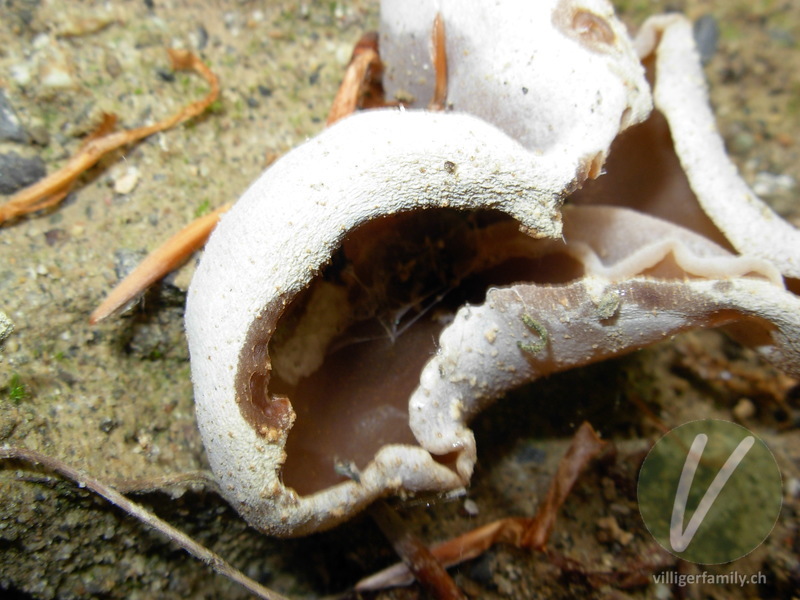 Buchenwald-Becherling: 